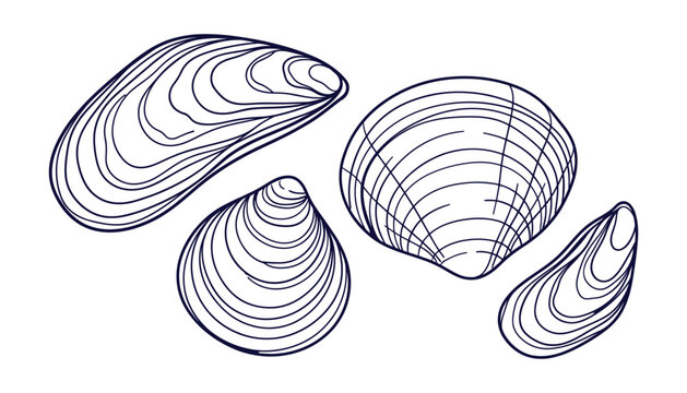 Set of different sea shells and mollusks, hand drawn vector illustration