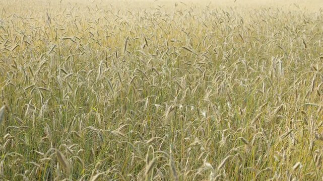 Ripening cereal crops grow on a rural agricultural farm. Maturing golden green wheat stalks sway in the wind. Organic grain cultivation represents sustainable agribusiness and food industry.