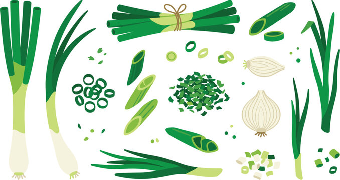 Green Onion and Scallion Botanical Illustration Set Featuring Fresh Leeks, Chives, Shallots, Sliced Vegetables, Herb Bundles, and Natural Culinary Ingredients
