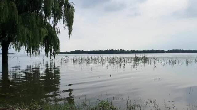 4K Willow Tree Branches Gentle Water Ripples