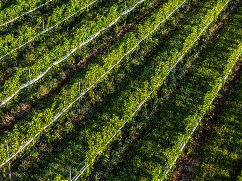 Aerial view of the lush green rows of vines at a vineyard on the Old Mission Peninsula, featuring well-maintained trellises and vibrant foliage in Traverse City, Michigan, United States.