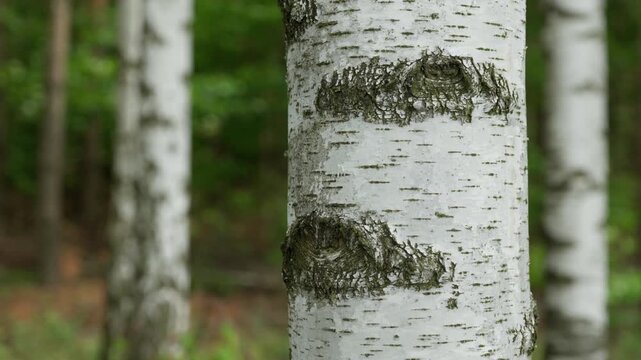Birch tree trunk stands in a green woodland grove during summer season. Natural silver forest background represents wild ecology, organic timber source and environment conservation.