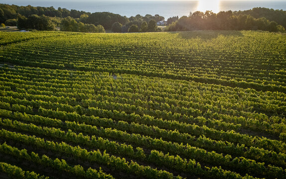 Aerial view of Old Mission Peninsula vineyard with lush green grapevines stretching towards the horizon under the warm glow of the setting sun in Traverse City, Michigan, United States.