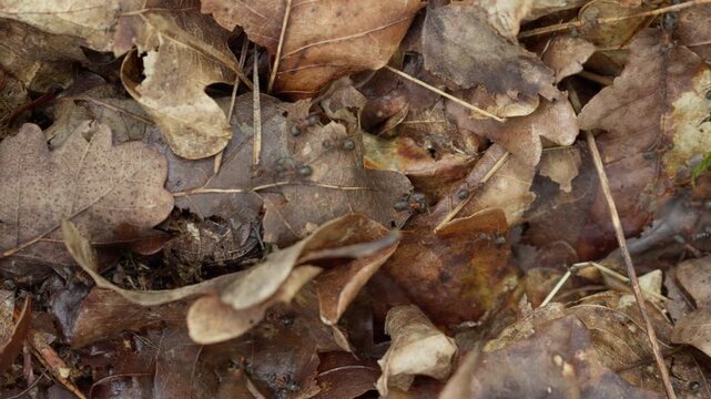 Red wood ants crawl on dry oak leaves along invisible pheromone trails. This insect movement demonstrates swarm intelligence, biological network communication, and algorithm navigation.