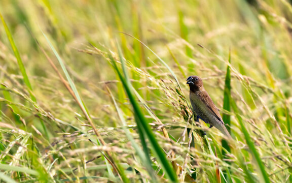 Small Munia Bird in Sunlit Tropical Grass