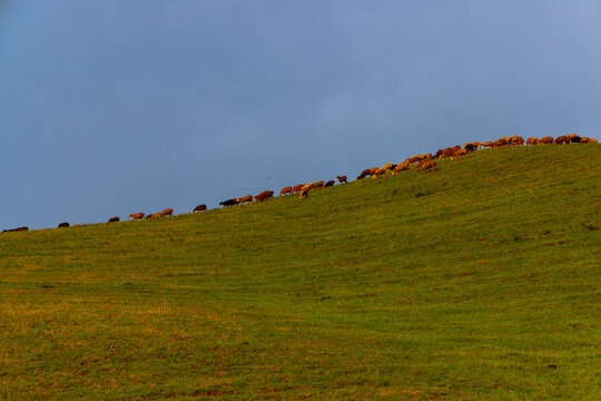 Large flock of sheep grazes on lush, green hillside under clear blue sky. Warm natural light enhances the serene pastoral scene.