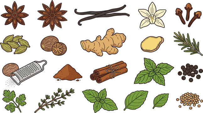 Aromatic culinary spices and herbs vector icons set with cinnamon ginger star anise vanilla mint and cooking ingredients