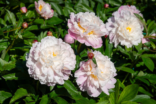 Paeonia lactiflora &lsquo;Raspberry Sundae&rsquo;, a fragrant peony with large, full creamy-white flowers flushed with pale pink and densely packed raspberry-tipped inner petals. 