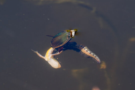 Great diving beetle catching and killing a Palmate newt
