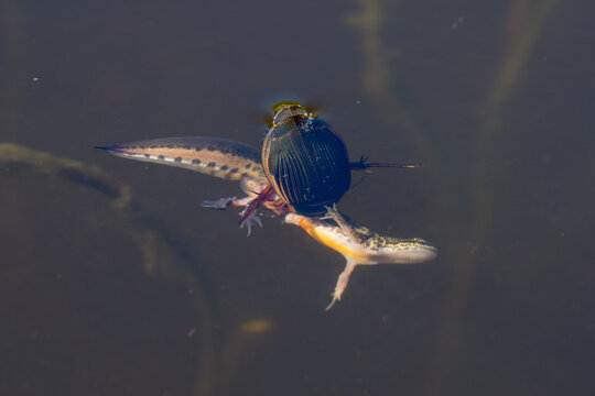 Great diving beetle catching and killing a Palmate newt