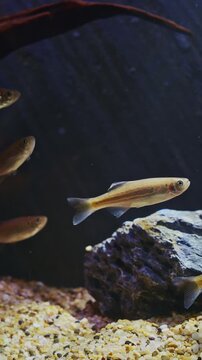Zebrafish In Zoo Aquarium. Zebrafish Or Danio Rerio Is Species Of Freshwater Ray-finned Fish. Popular Aquarium Fish, Frequently Sold Under The Trade Name Zebra Danio And Tropical Fish. Zebrafish Used
