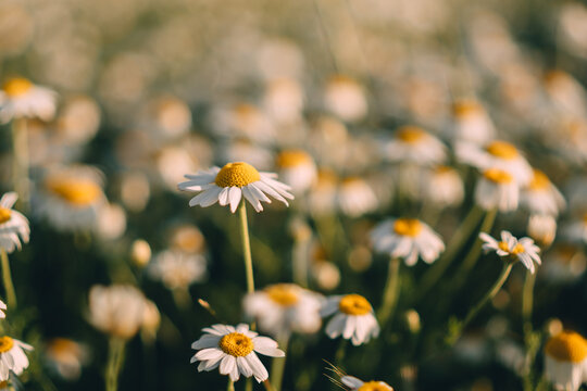 Wild daisies bloom in a sunny meadow during summer creating a natural landscape for botanical appreciation