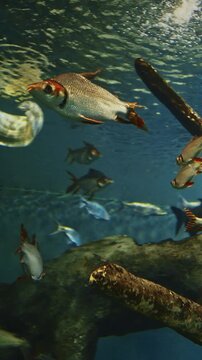 Silver Prochilodus Bottom View. Prochilodontidae Or Flannel-mouthed Characins, Are Small Family Of Freshwater Fishes. Silver Prochilodus Swim In Ocean Aquarium. Pacman Catfish Swims Among Silver
