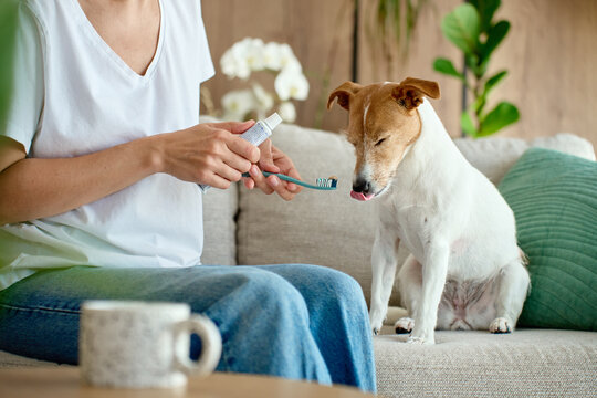 Woman putting toothpaste on a toothbrush while small dog waits on sofa