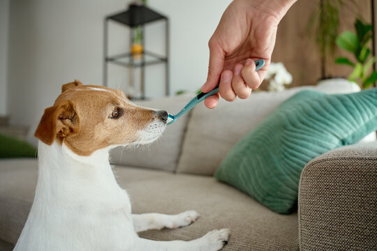 Small dog smelling toothbrush before teeth cleaning at home