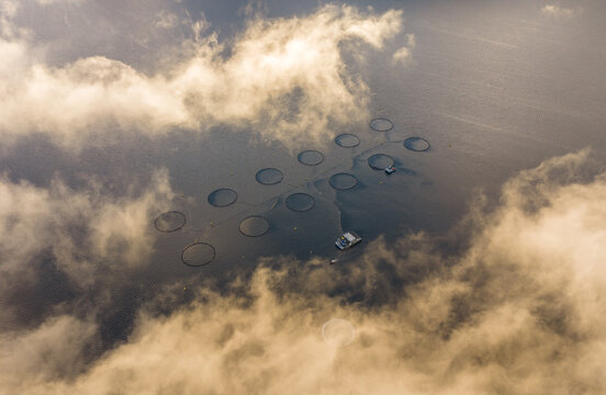 Aerial view of a fish farm with circular pens and a floating platform in a fjord, surrounded by clouds, Fjord, More og Romsdal, Norway.