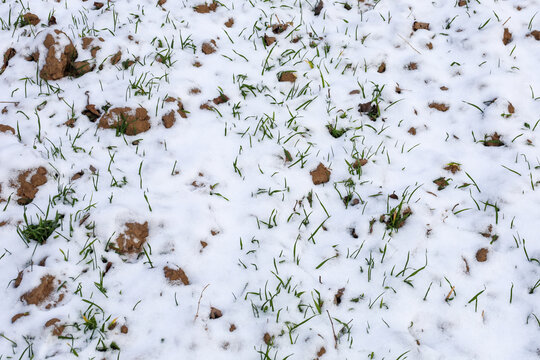 An overhead panoramic view of an agricultural field of winter crops, partially covered by the first thin snow. Young green sprouts grow through the white blanket and clumps of moist brown earth, creat