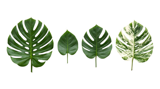 Four different types of tropical leaves on a white background.