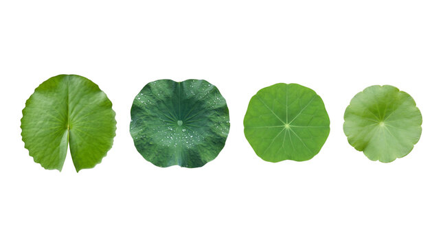 Four fresh green Gotu Kola leaves on a white background.