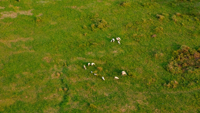 Aerial view of a small flock of sheep grazing on a lush green pasture in the countryside Klaten, Central Java, Indonesia.