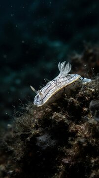 Striped Fish Swimming Near Coral Reef Underwater Scene.