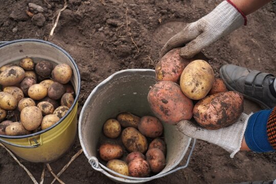 Harvesting organic homegrown potatoes in the garden. Gardener hands in gloves holding freshly dug dirty tubers over buckets. Natural eco-friendly farming produce cultivated without chemicals.