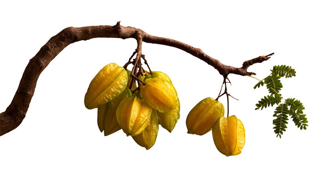 Ripe Yellow Star Fruit Branch with Green Leaves