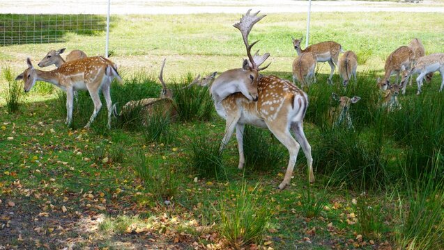 A herd of spotted fallow deer resting on green grass in a nature reserve. Male with antlers and females in natural habitat. Wildlife protection, eco conservation, and biodiversity concept