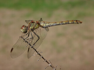 The common darter dragonfly (Sympetrum striolatum), female perching on a dry stalk © Distracted_by_Bugs