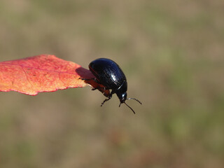 The plantain leaf beetle (Chrysolina haemoptera) on an autumn maple leaf © Distracted_by_Bugs