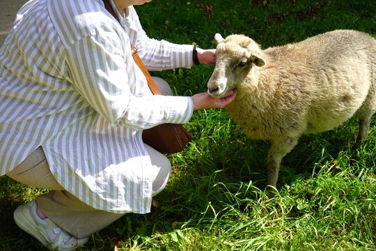 A woman gently pets a cute sheep on a green grass field at an eco farm. Heartwarming connection with nature and animals. Year of the Goat 2027 symbol, rural ecology, harmony, and kindness concept