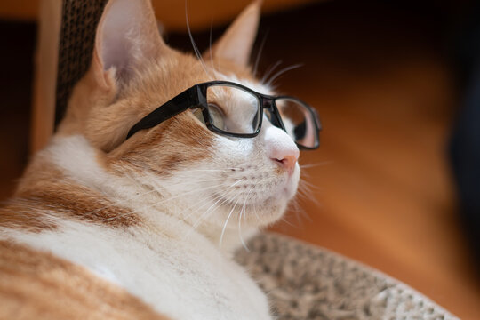 眼鏡をかけた可愛い猫　茶トラ白	