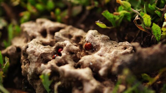 Macro Ants Exploring Moss Covered Rock