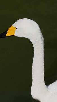 mute swan cygnus olor