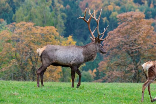 An Altai maral stag (Cervus canadensis sibiricus) runs across a green meadow at the edge of an autumnal-colored forest. Southern Siberia, northwestern Mongolia, northern Xinjiang province of China
