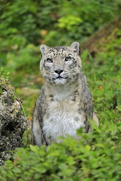 Snow leopard (Uncia uncia), adult, alert, portrait, endangered species, captive