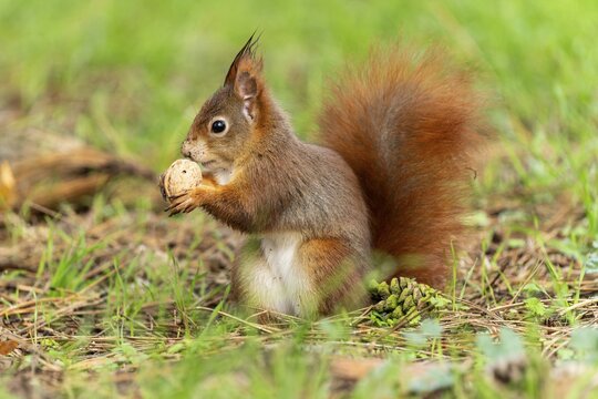 Eurasian red squirrel (Sciurus vulgaris) in a meadow, wildlife, Germany