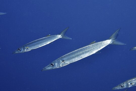 Slender bigeye barracudas (Sphyraena forsteri) glide calmly through the blue ocean water, dive site Toyapakeh, Nusa Ceningan, Nusa Penida, Bali, Indonesia