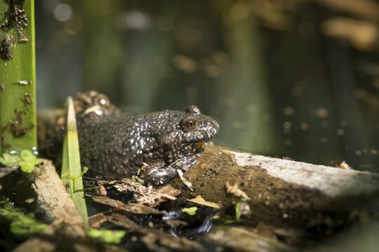 Bombina bombina, fire-bellied toad, red-bellied toad, lowland toad, amphibians, amphibians, amphibians, amphibians