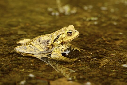 Common toad (Bufo bufo) in water, mating season, Siegerland, North Rhine-Westphalia, Germany