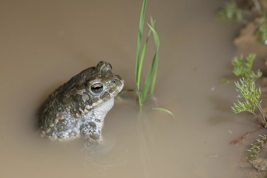 Bufo viridis, Bufotes viridis, green toad, toad, amphibians, amphibians, toads, amphibians