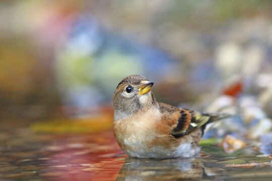 Brambling (Fringilla montifringilla), male bathing in shallow water Hesse, Germany