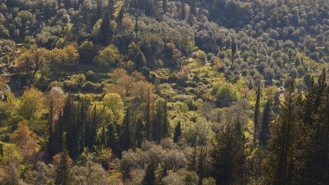 Green landscape, various types of trees including cypresses, spring, landscapes, Corfu Island, Ionian Islands, Greece