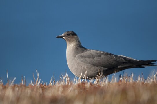 Arctic hunter, arctic skua, arctic tern, Norway, parasitic hunter, parasitic skua, parasite predatory gull, stercorarius parasiticus, varanger, birds, charadriiformes, limikolen, predatory gulls, stercorariidae, birds