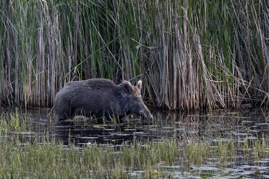While the wild boar (Sus scrofa) still has solid ground under its shells, the young boar have to swim, water, adaptable, Germany