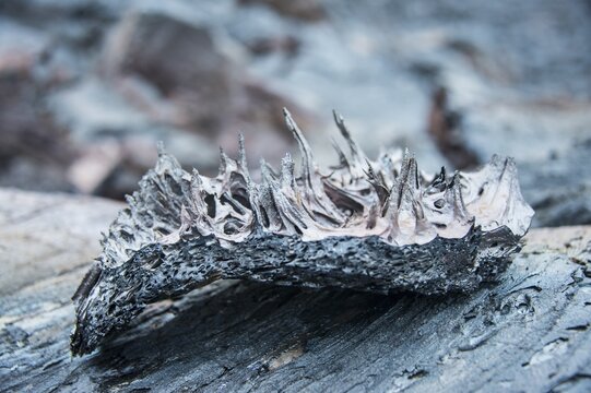 Cold lava after an eruption of Tolbachik volcano, Kamchatka, Russia