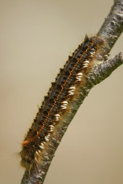 Euthrix potatoria, hen, grass hen, lasiocampidae, drinker, mealyworm, drinker, high size, portrait, inchworm, insects, moths, moths, moths, moths, caterpillar, butterflies