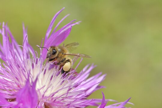 European honeybee (Apis mellifera), with pollen pellets, collecting nectar from a flower of the meadow knapweed or common knapweed (Centaurea jacea), macro photograph, Wilnsdorf, North Rhine-Westphalia, Germany