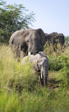African elephant (Loxodonta africana), group in tall grass, Murchison Falls National Park, Uganda