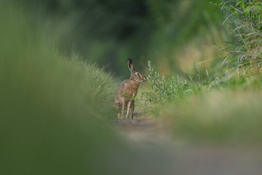 European hare (Lepus europaeus) sitting on a dirt track, wildlife, Lower Saxony, Germany